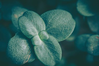 Yeşil Yaprak dokusu; doğa arkaplanı