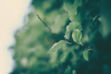 Yeşil Yaprak dokusu; doğa arkaplanı