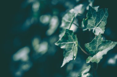 Yeşil Yaprak dokusu; doğa arkaplanı