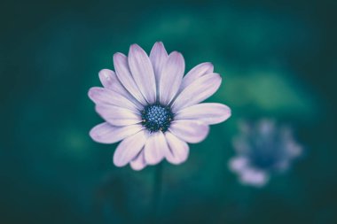 Papatya çiçeği arkaplanı; doğa arkaplanı