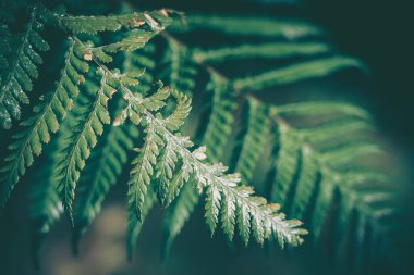 Yeşil Yaprak dokusu; doğa arkaplanı