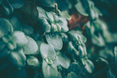 Yeşil Yaprak dokusu; doğa arkaplanı