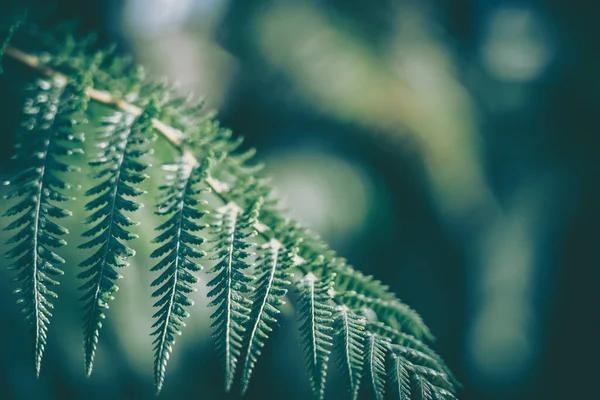 Yeşil Yaprak dokusu; doğa arkaplanı