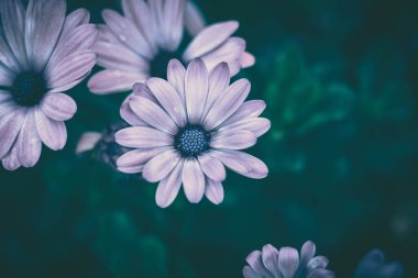 Papatya çiçeği arkaplanı; doğa arkaplanı