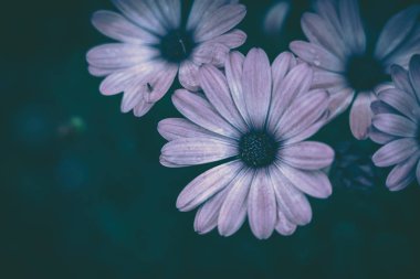 Papatya çiçeği arkaplanı; doğa arkaplanı