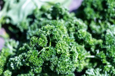 Maydanoz. Yeşil maydanoz yapraklarının arka planı