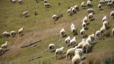 Flock of sheep or lambs grazing on the mountains; ; 4K video