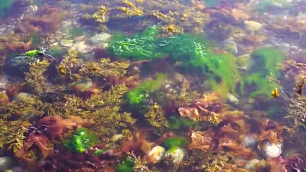 Olas marinas y rocas; fondo natural; vídeo 4K — Vídeo de stock