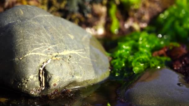 Vagues et rochers de mer ; arrière-plan de la nature ; vidéo 4K — Video