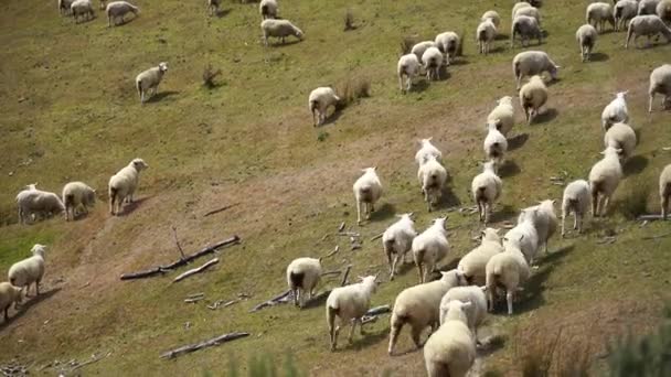 Herde von Schafen oder Lämmern, die auf den Bergen weiden;; 4k Video — Stockvideo