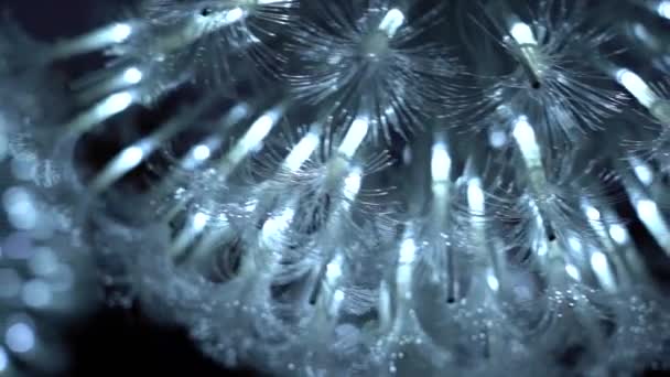 Optical fiber light; slow motion background — Stok video