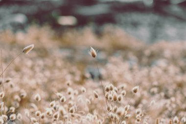 Bunny tails grass on vintage style; nature background