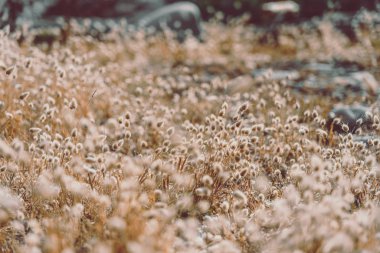 Bunny tails grass on vintage style; nature background