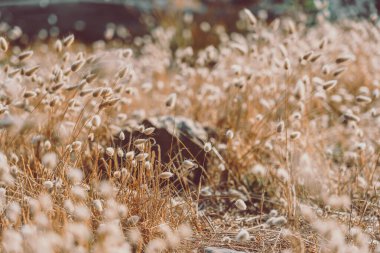 Bunny tails grass on vintage style; nature background
