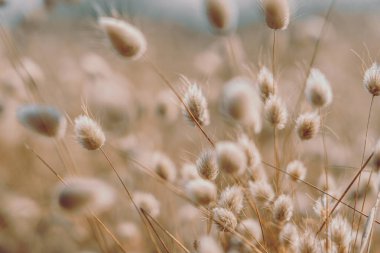 Bunny tails grass on vintage style; natura background
