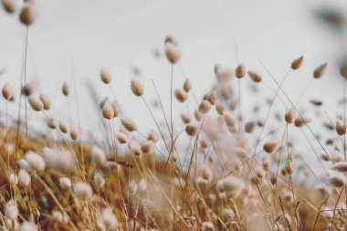 Bunny tails grass on vintage style; natura background