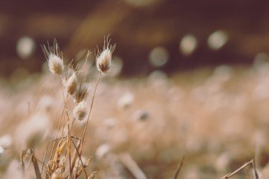 Bunny tails grass on vintage style; natura background
