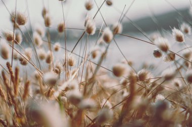 Bunny tails grass on vintage style; natura background