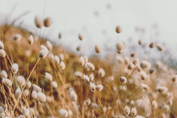 Bunny tails grass on vintage style; natura background
