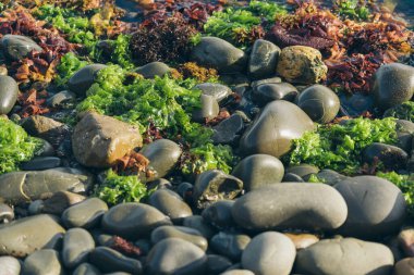 Smooth Round Pebble; Natura Background. Textures