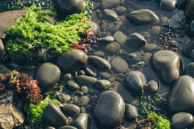 Smooth Round Pebble; Natura Background. Textures