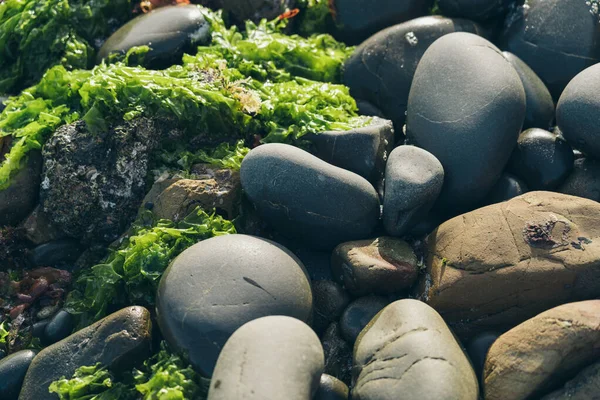 Smooth Round Pebble; Natura Background. Textures — ストック写真