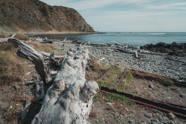 Landscape of Beach in Wellington, New Zealand;
