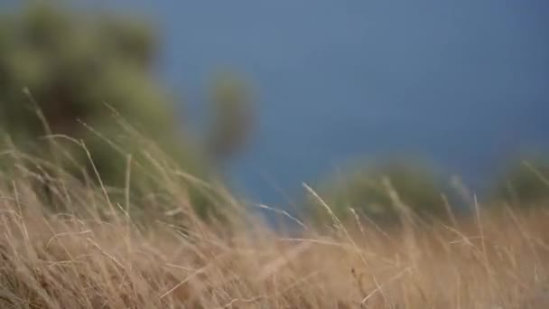 Grass Flapping Wind Wild Grass Sway Wind Video — Wideo stockowe