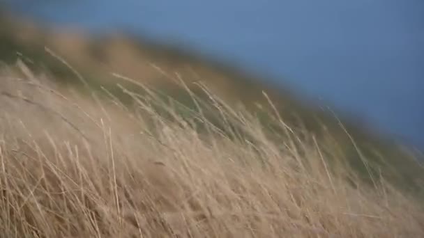 Grass Flapping Wind Wild Grass Sway Wind Video — Stockvideo