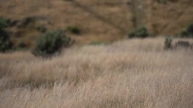 Grass flapping on the wind; Wild Grass sway on wind; 4K video