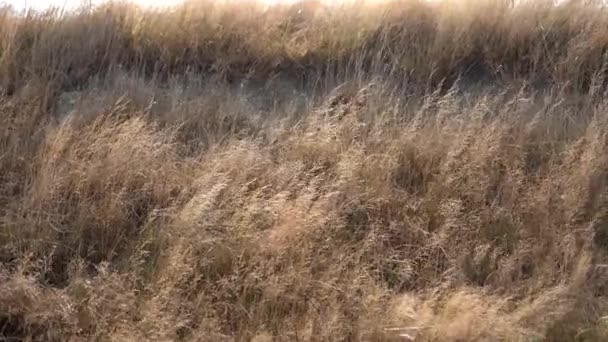 Grass Flapping Wind Wild Grass Sway Wind Video — Stock video