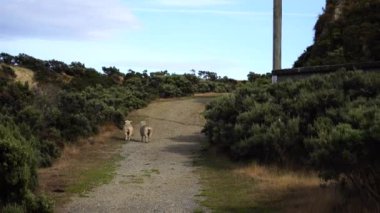 Nature Landscape on New Zealand; 4K video
