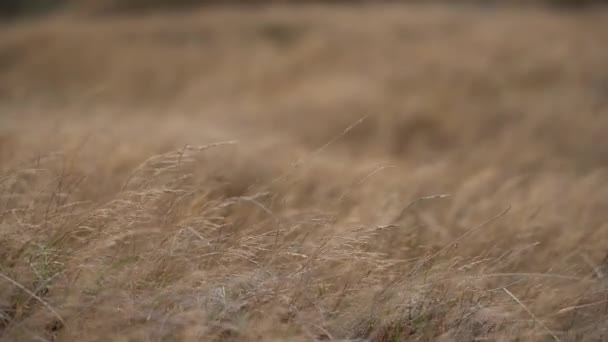 Grass Flapping Wind Wild Grass Sway Wind Video — Stockvideo