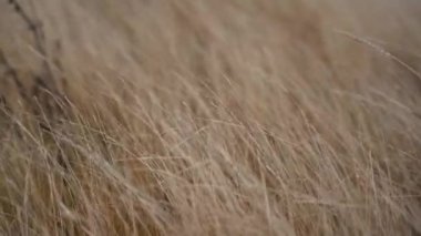 Grass flapping on the wind; Wild Grass sway on wind; 4K video