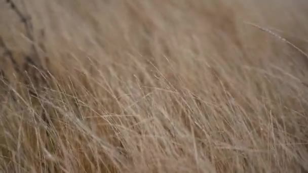Grass Flapping Wind Wild Grass Sway Wind Video — Wideo stockowe