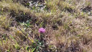 Günbatımı Doğa Arkaplanı: Yavaş çekim