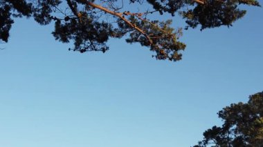 Günbatımı Doğa Arkaplanı: Yavaş çekim