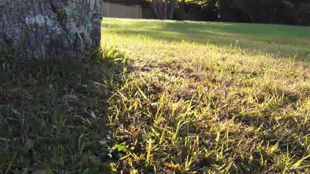 Pôr do sol Natureza Fundo; câmera lenta — Vídeo de Stock