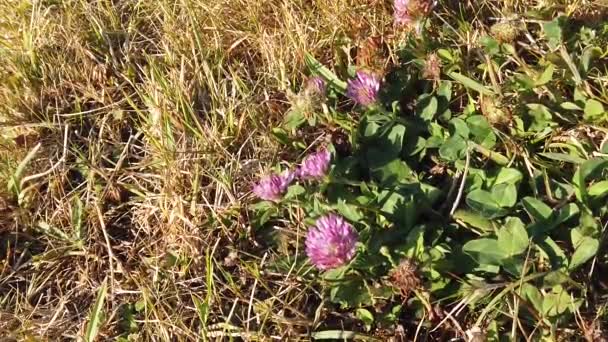 Zonsondergang natuur achtergrond; slow motion — Stockvideo