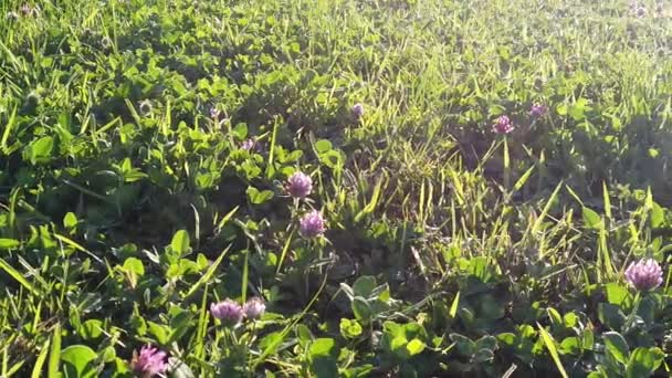 Pôr do sol Natureza Fundo; câmera lenta — Vídeo de Stock