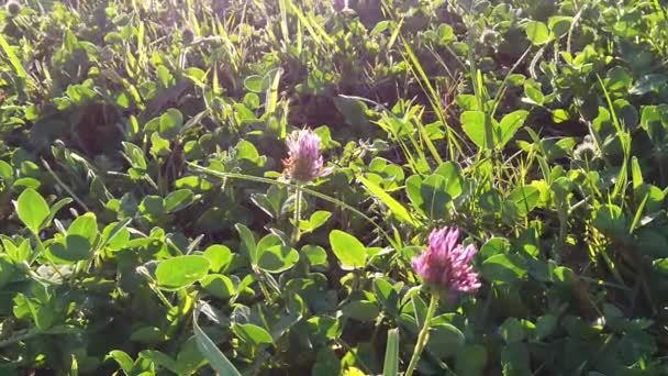 Pôr do sol Natureza Fundo; câmera lenta — Vídeo de Stock