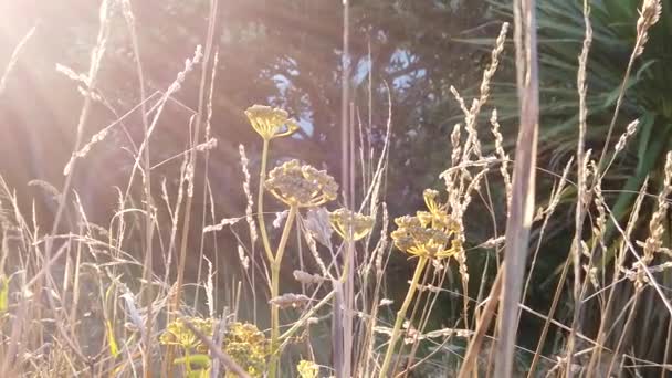 Pôr do sol Natureza Fundo; câmera lenta — Vídeo de Stock