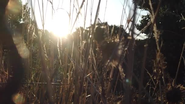 Pôr do sol Natureza Fundo; câmera lenta — Vídeo de Stock