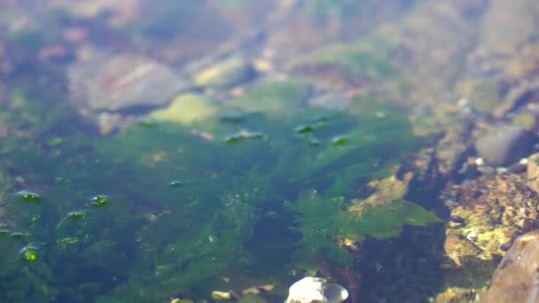 Seascape Nya Zeeland Vågor Krasch Stranden Nya Zeeland — Stockvideo