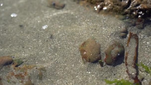 Neuseeland Wellen Stürzen Auf Strand Neuseeland — Stockvideo