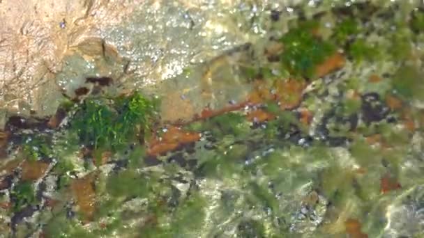 Seascape Nya Zeeland Vågor Krasch Stranden Nya Zeeland — Stockvideo