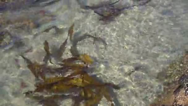 Seascape Nya Zeeland Vågor Krasch Stranden Nya Zeeland — Stockvideo