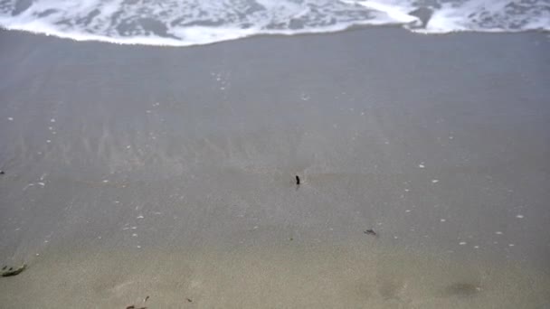 ニュージーランドの海 ニュージーランドのビーチで波がクラッシュ — ストック動画