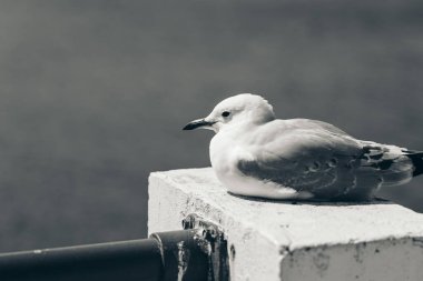 Genel Deniz Martı - Larus Canus; Doğa Arkaplanı; Siyah ve Beyaz Stili