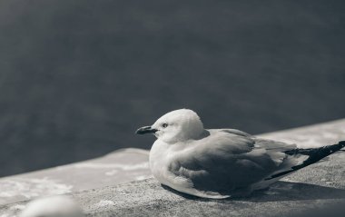 Genel Deniz Martı - Larus Canus; Doğa Arkaplanı; Siyah ve Beyaz Stili